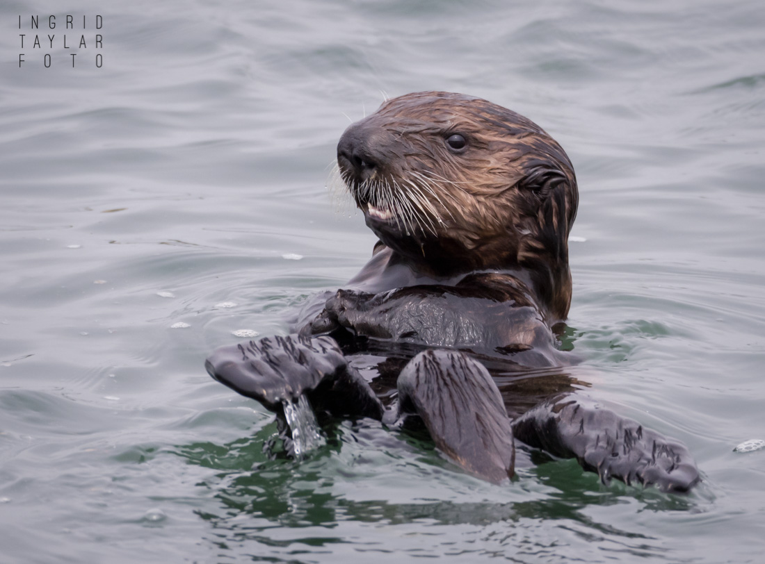 Southern Sea Otter Pup at Moss Landing