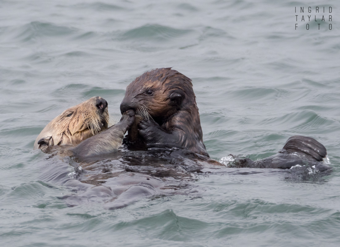Sea Otter Pup and Mother at Moss Landing
