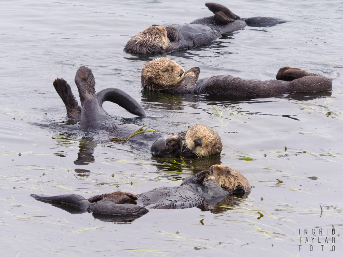 Southern Sea Otter Raft in Morro Bay