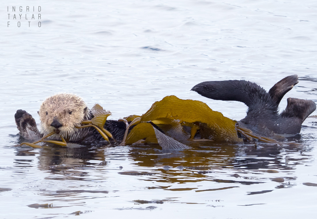 Sea Otter Wrapped in Kelp in Morro Bay