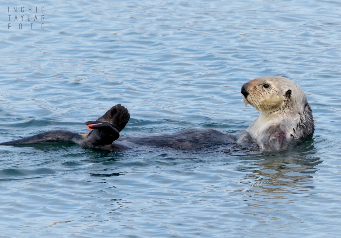 Sea Otter with Flipper Tag