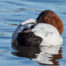 Sleeping Canvasback Duck