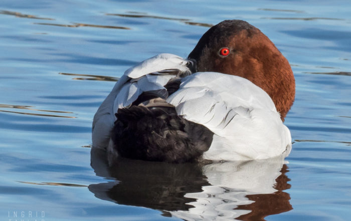 Sleeping Canvasback Duck