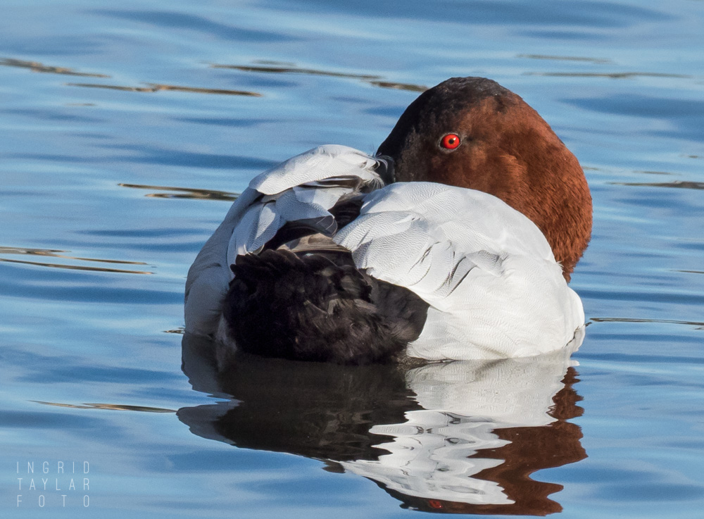 Sleeping Canvasback Duck