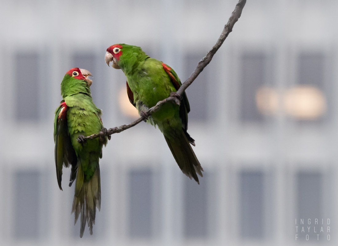 Wild Parrots of San Francisco