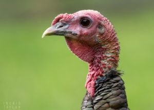 Wild Turkey Profile in Tilden Park