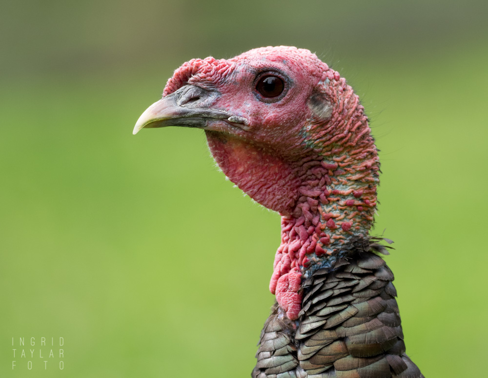 Wild Turkey Profile in Tilden Park