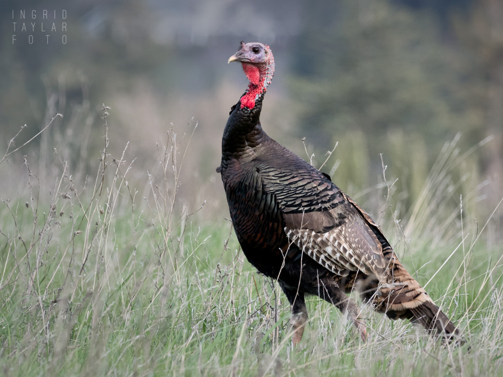 Wild Turkey in field