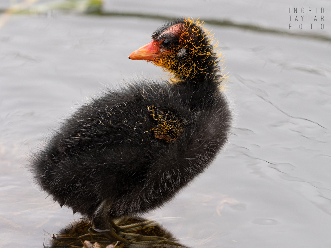 American Coot Chick in Water