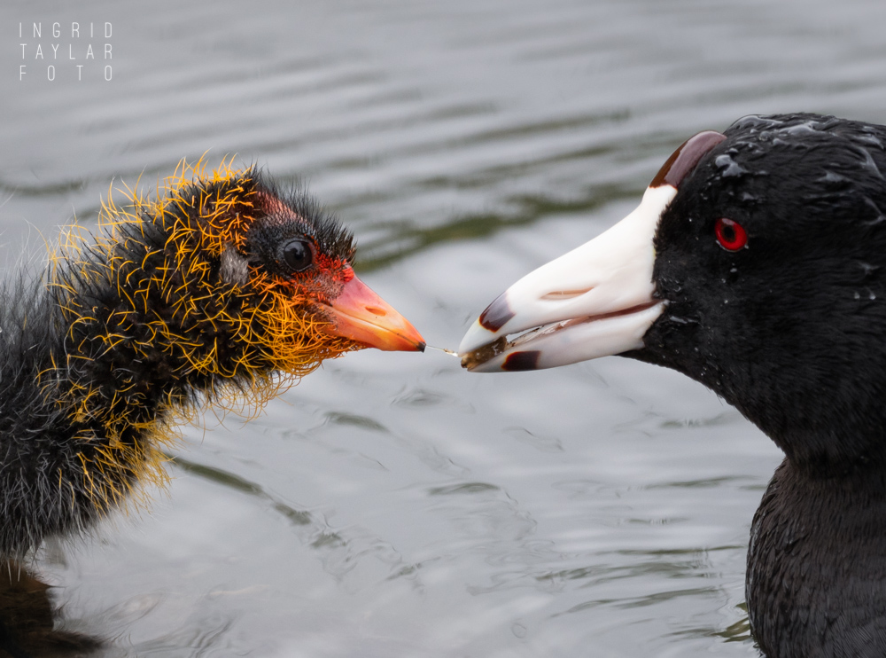 American Coot Parent Feeding Chick 2