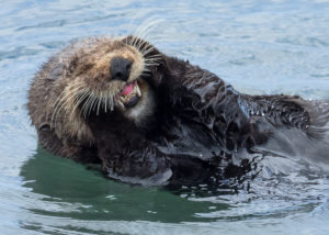 Southern Sea Otter Grooming Face