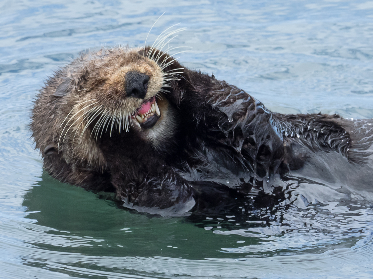 Southern Sea Otter Grooming Face