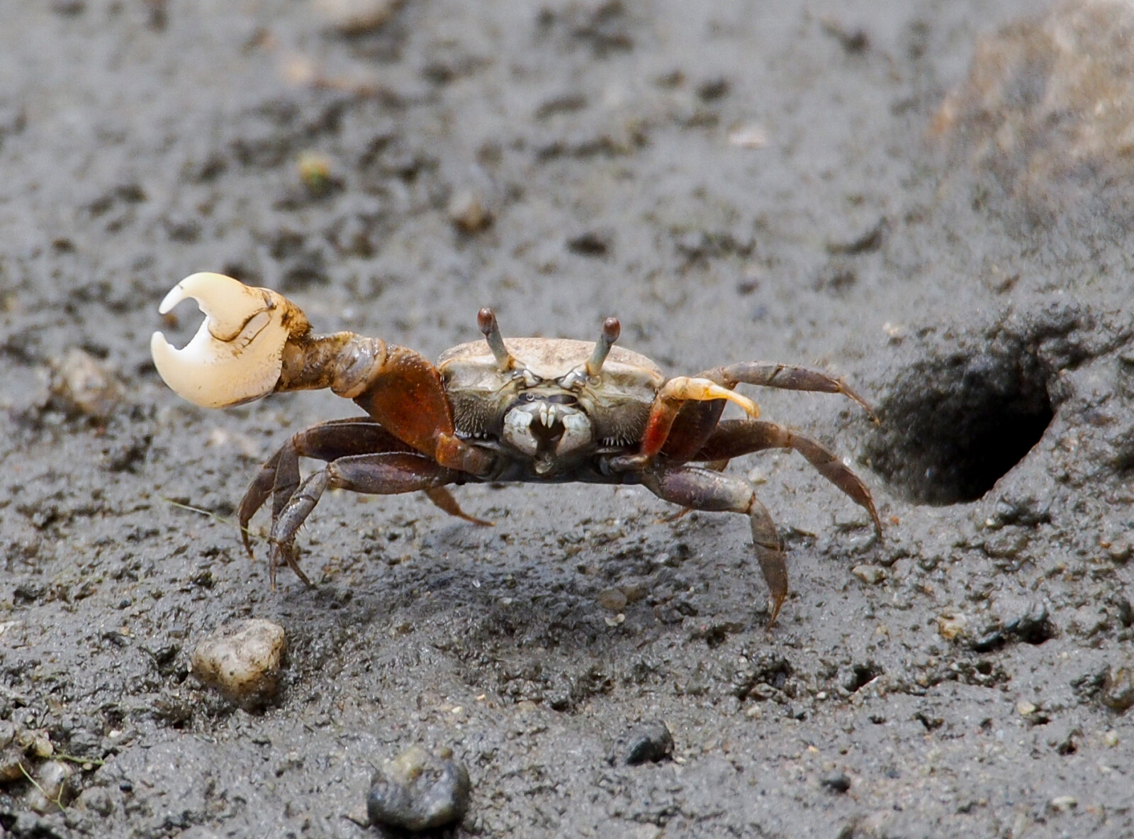 Fiddler Crab at Burrow