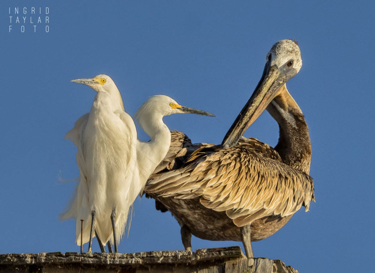 Snowy Egrets and Brown Pelican