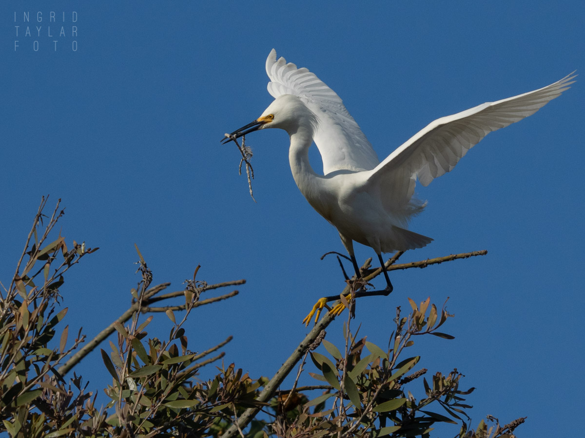 Snowy Egret with Branch