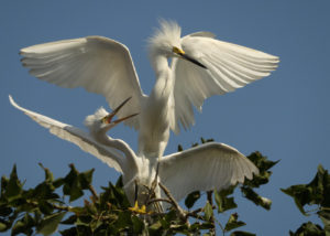 Snowy Egrets in Rookery