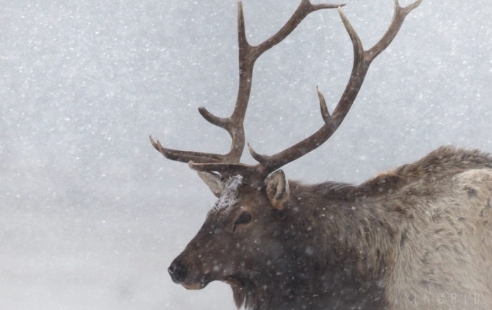 Bull Elk in Snow in Estes Park