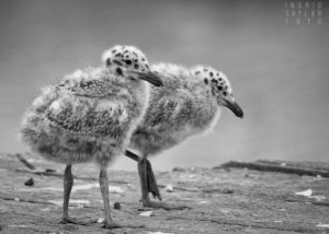 Western Gull Chicks on Dock