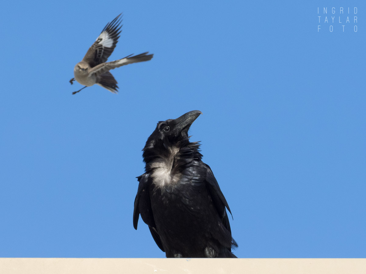 Northern Mockingbird Mobbing Common Raven