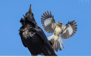 Northern Mockingbird Mobbing Common Raven