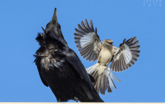 Northern Mockingbird Mobbing Common Raven