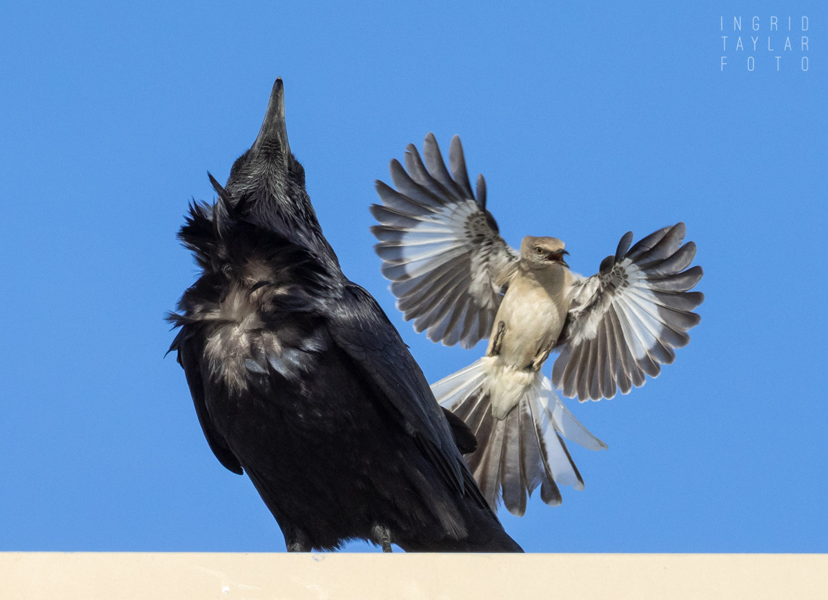 Northern Mockingbird Mobbing Common Raven