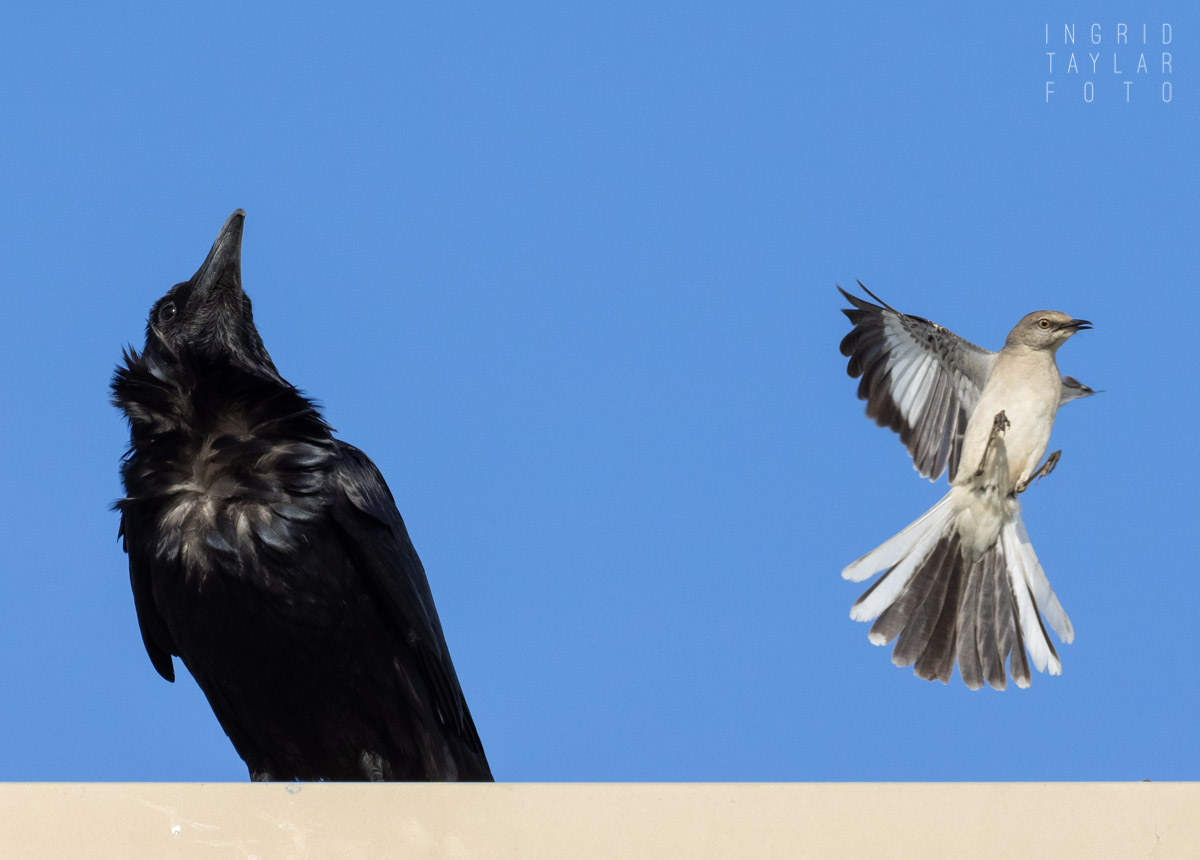 Northern Mockingbird Mobbing Common Raven