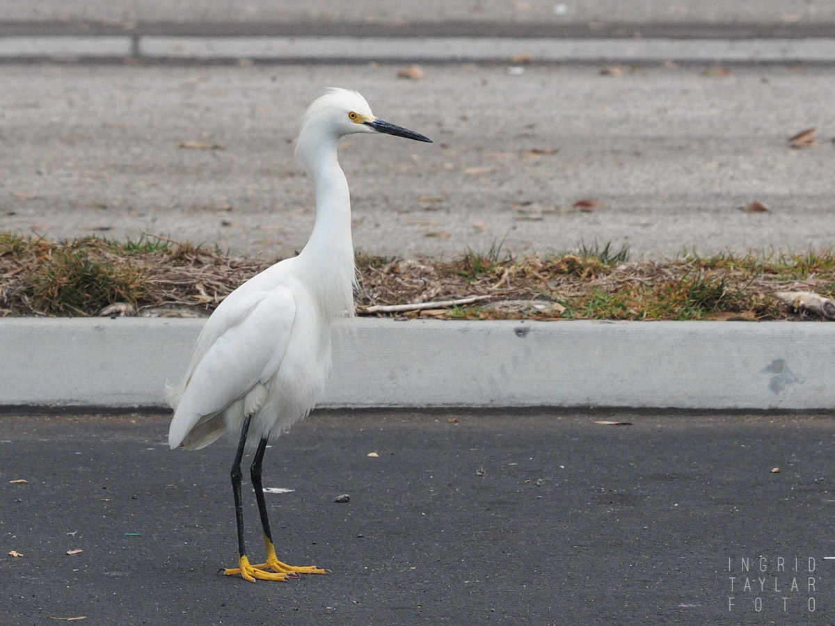 Snowy Egret at Urban Rookery