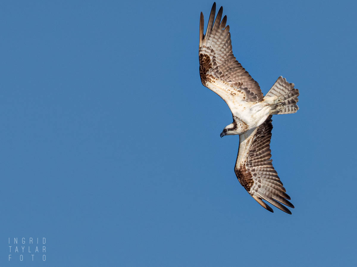Osprey in Flight and Dive
