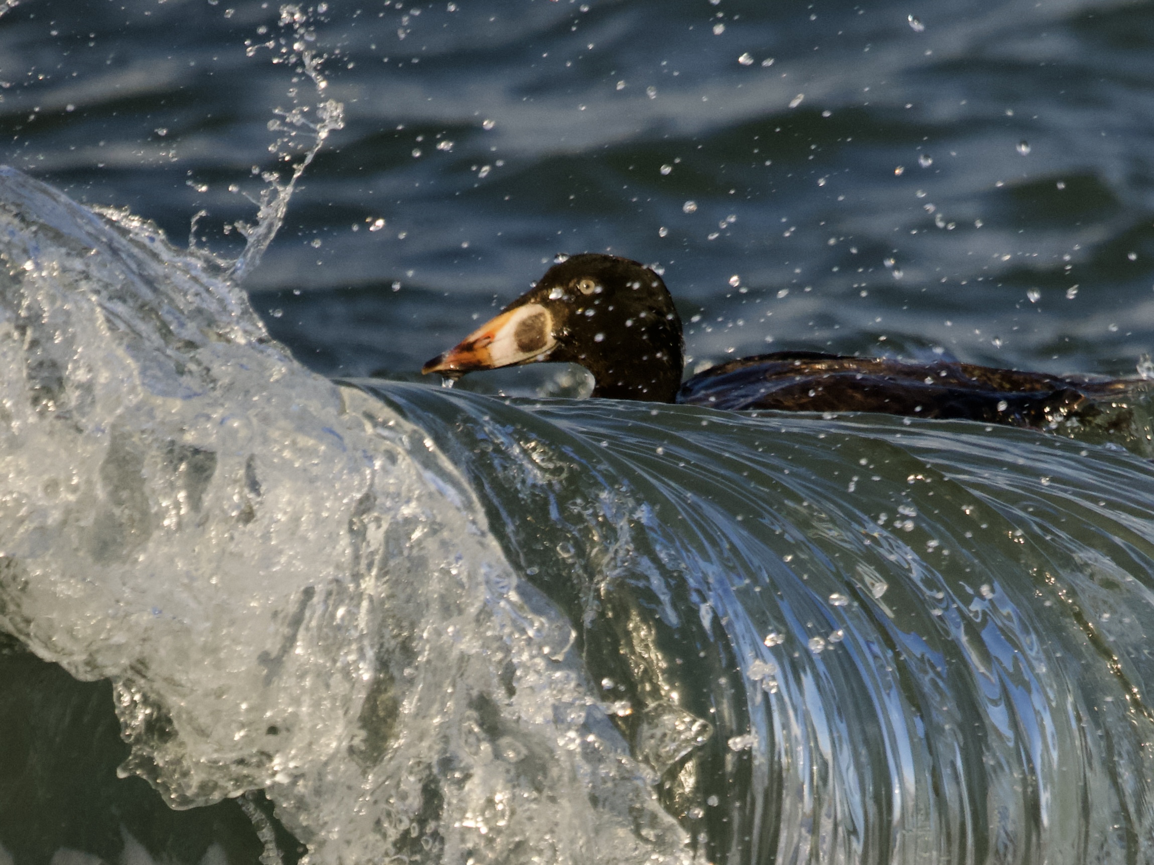 Immature Male Surf Scoter in the Surf