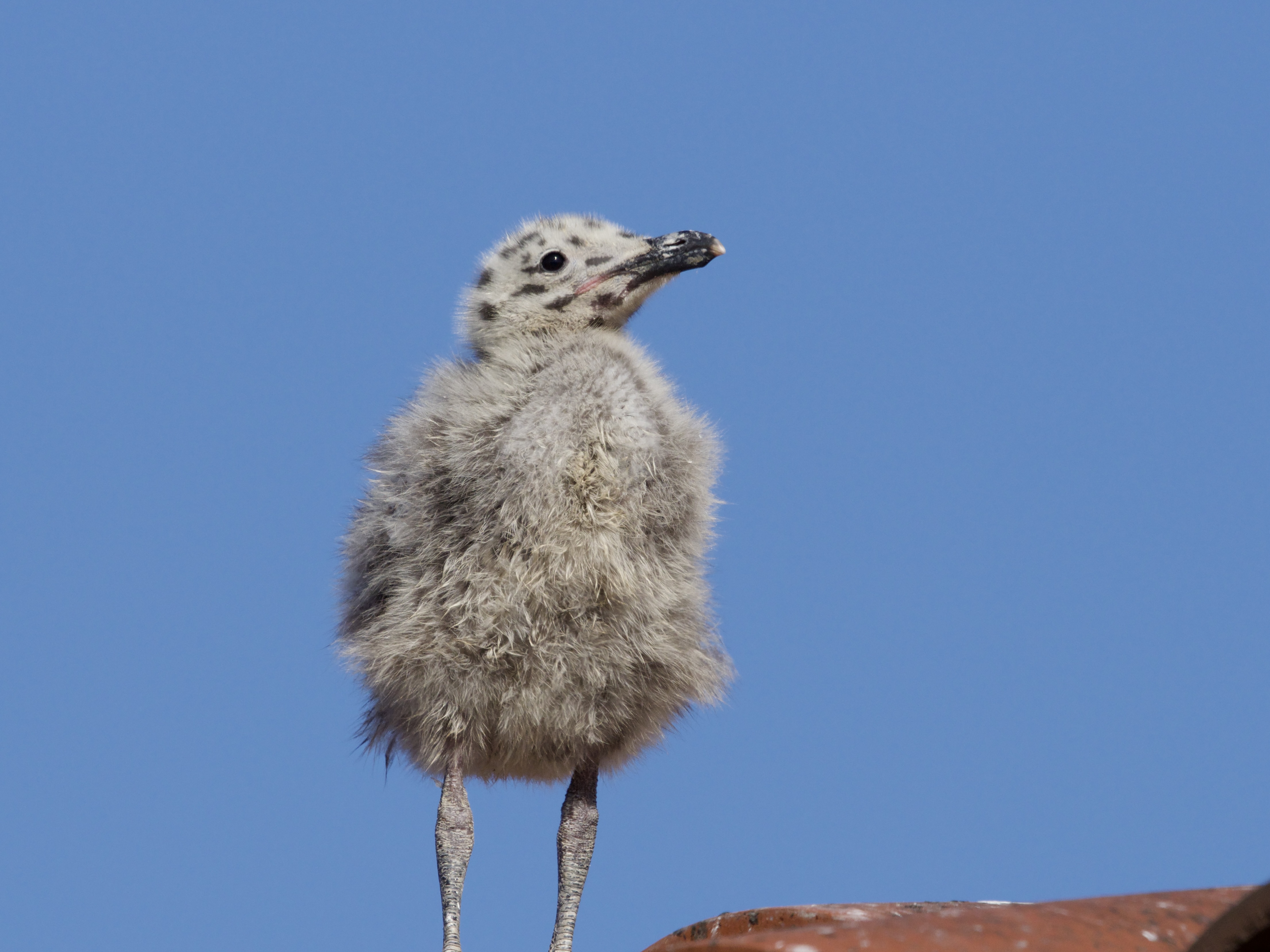 Gull Chick on Rooftop in Monterey