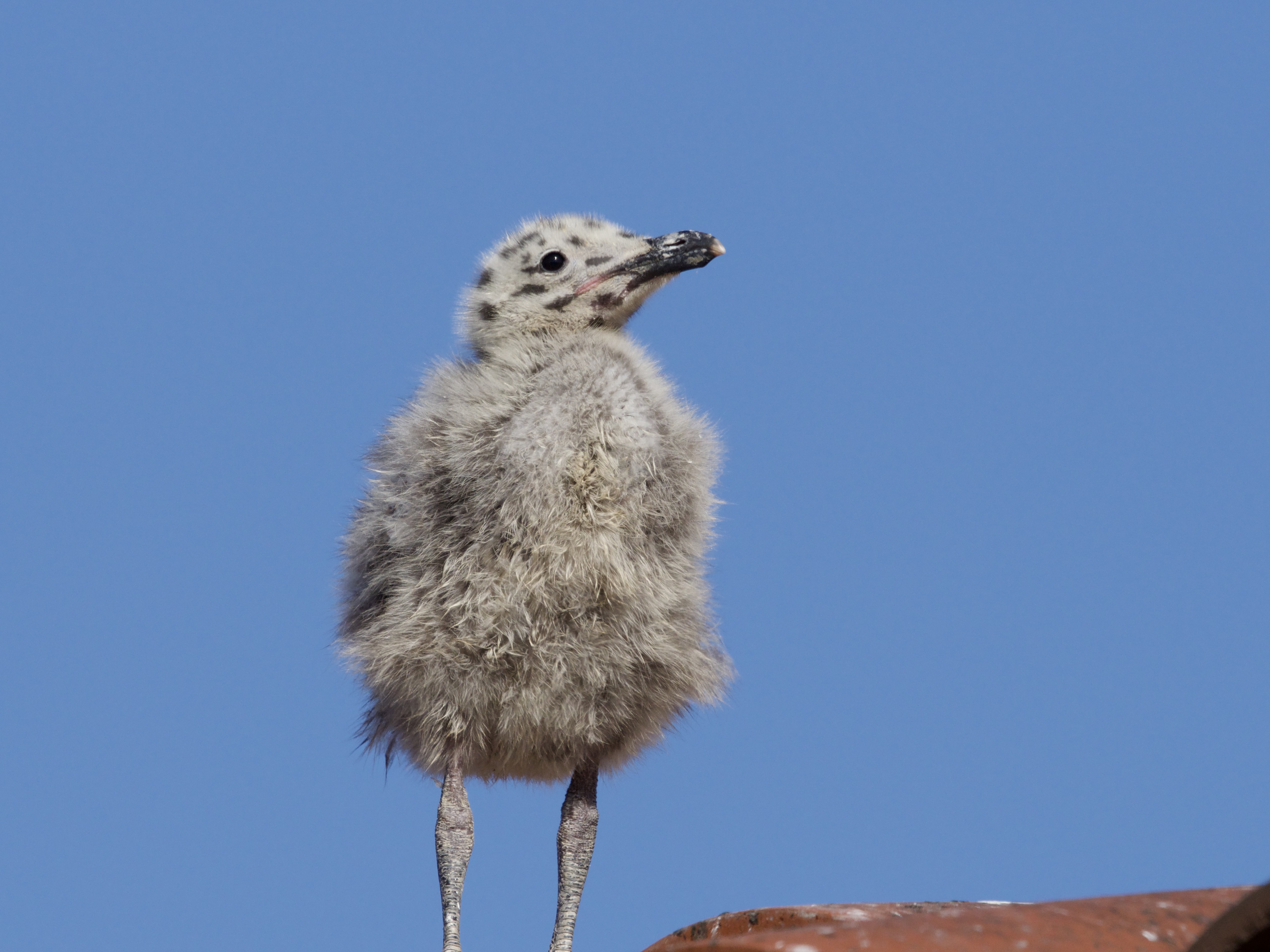 Gull Chick on Rooftop in Monterey Gull Chick on Rooftop in Monterey