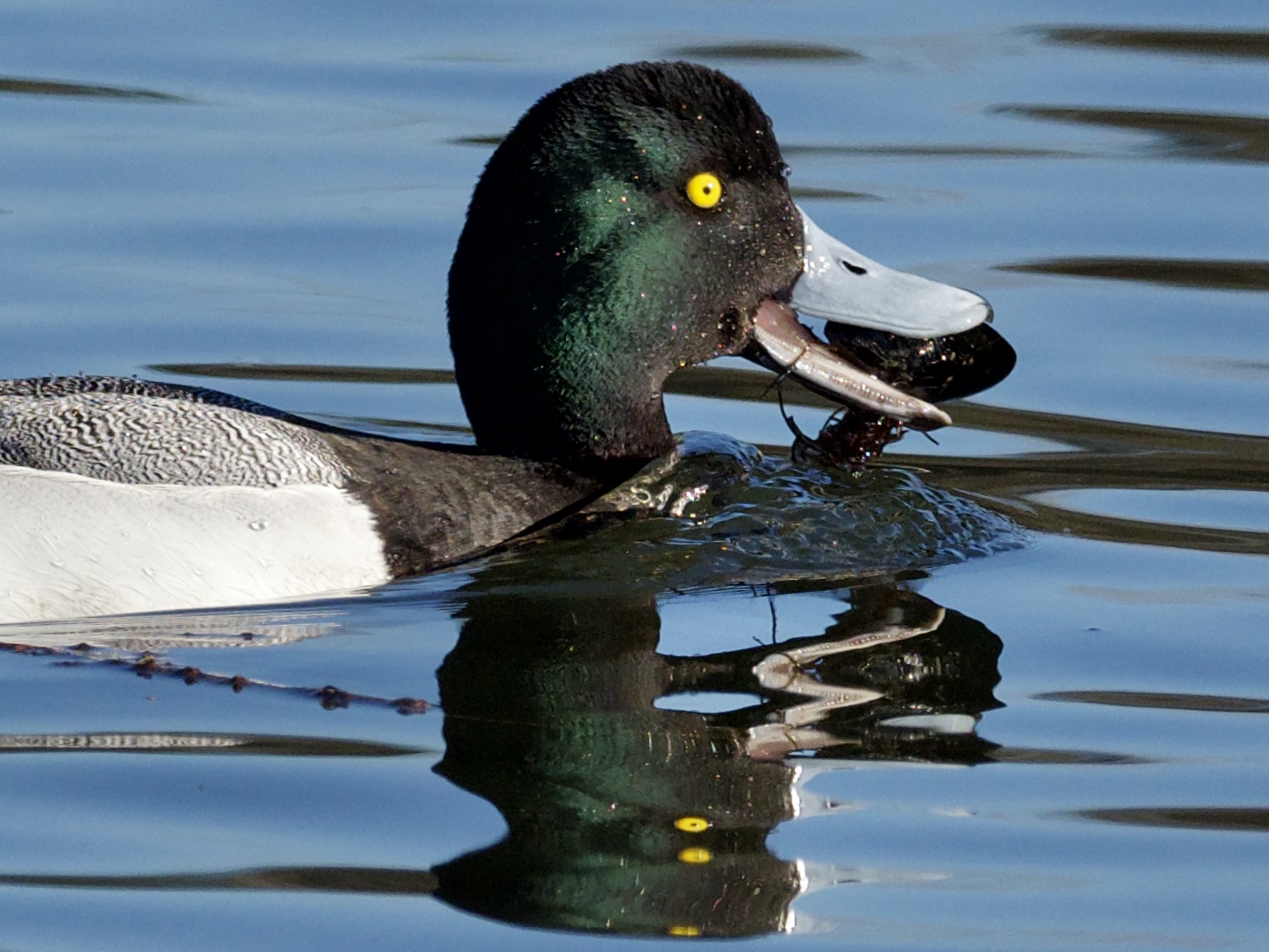Scaup with Mussel
