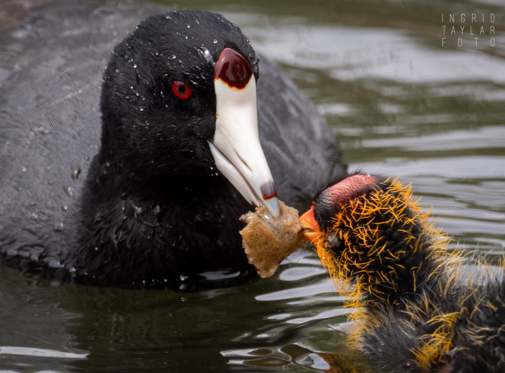 American Coot Parent Feeding Chick 3