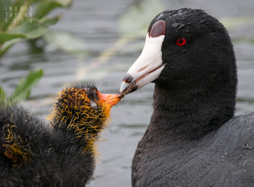 American Coot Parent Feeding Chick
