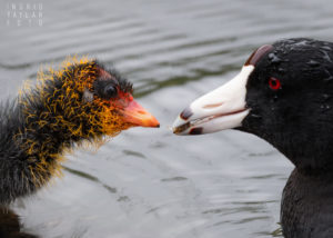 American Coot and Chick 2