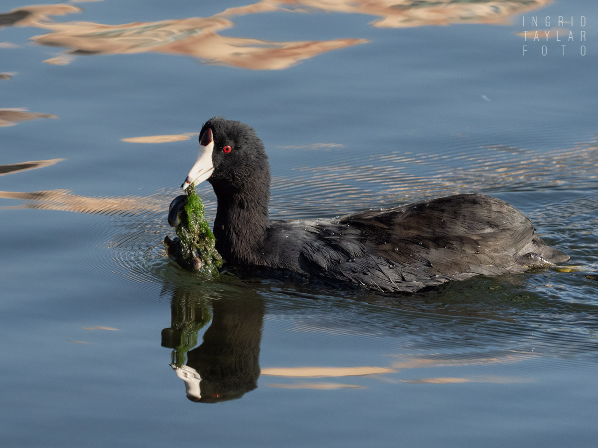 American Coot with Seaweed