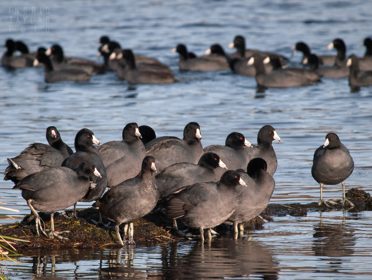 American Coots at Union Bay Seattle