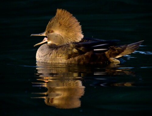 Ducks (Divers)