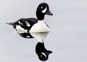 Barrow's Goldeneye Reflected