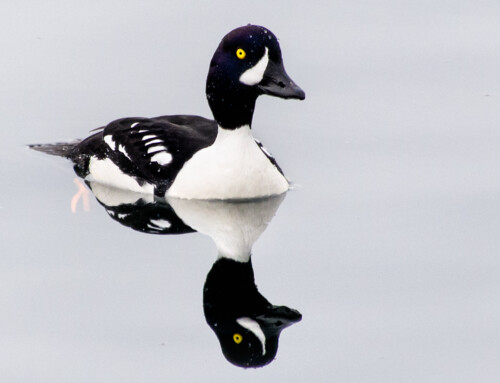 Ducks (Divers)