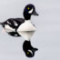 Barrow's Goldeneye Reflected