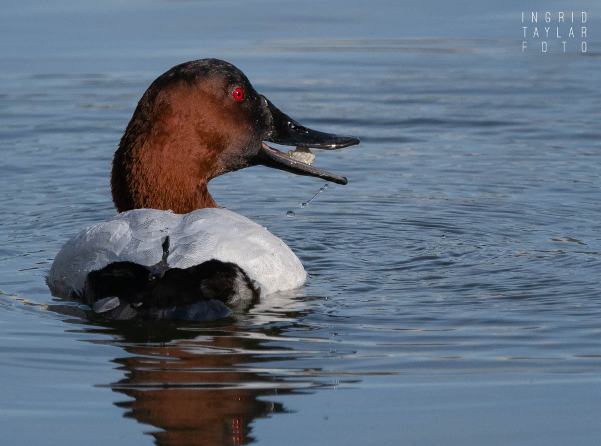 Canvasback Duck with Clam