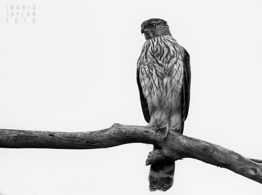 Cooper's Hawk in Monochrome