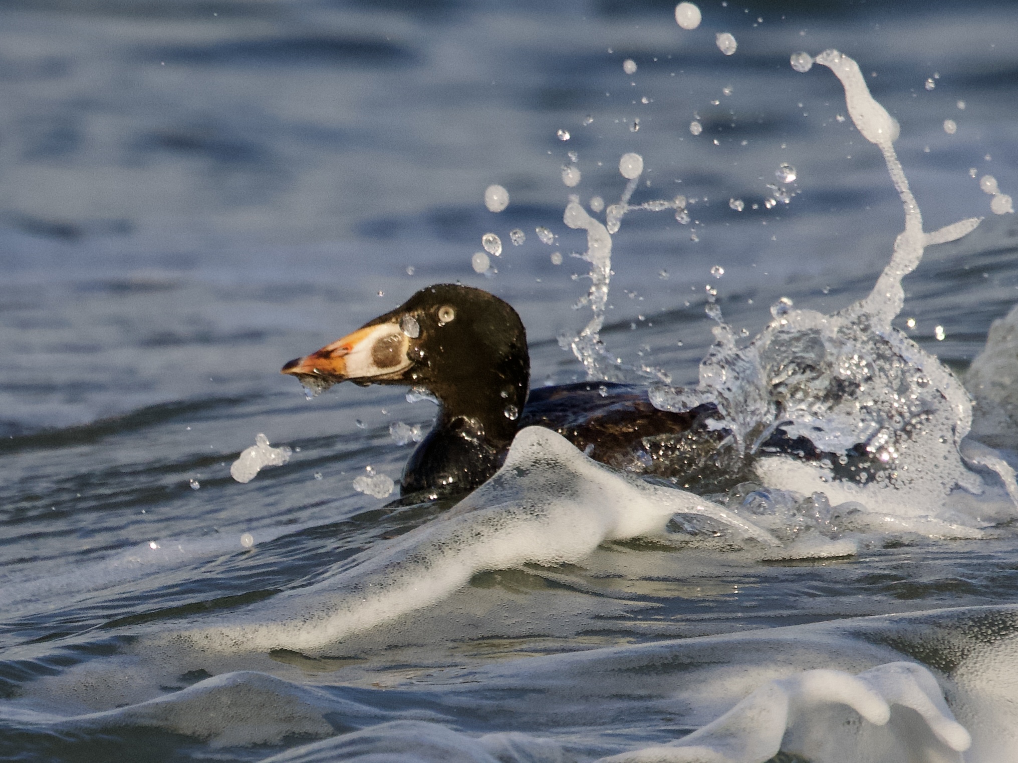 Surf Scoter in the Surf on San Francisco Bay