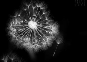 Go Forth and Prosper - Dandelion in Black and White