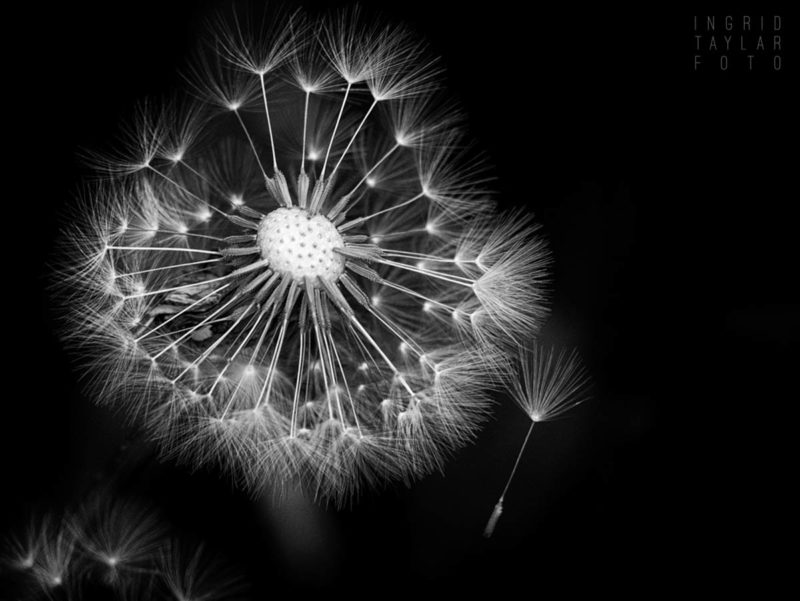 Go Forth and Prosper - Dandelion in Black and White
