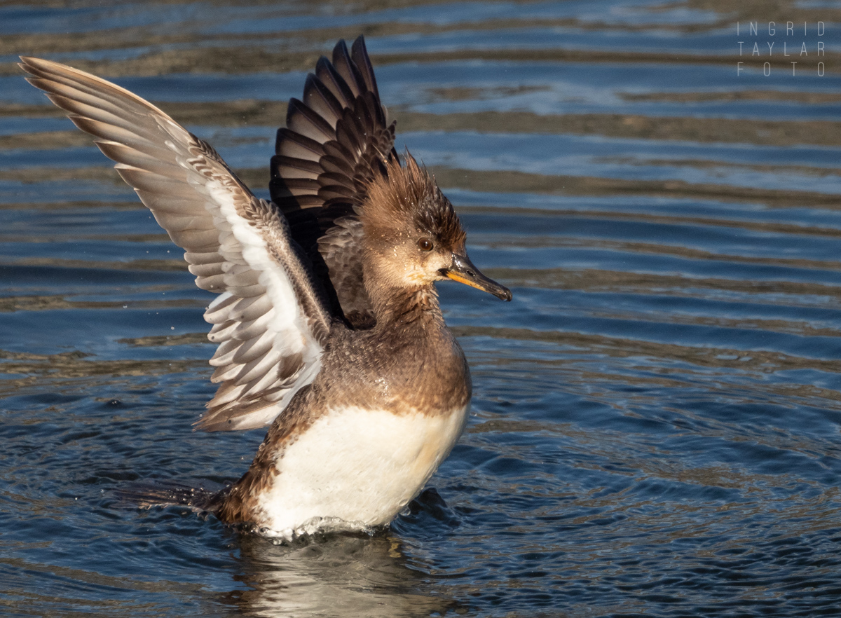 Female Hooded Merganser with Outstretched Wings
