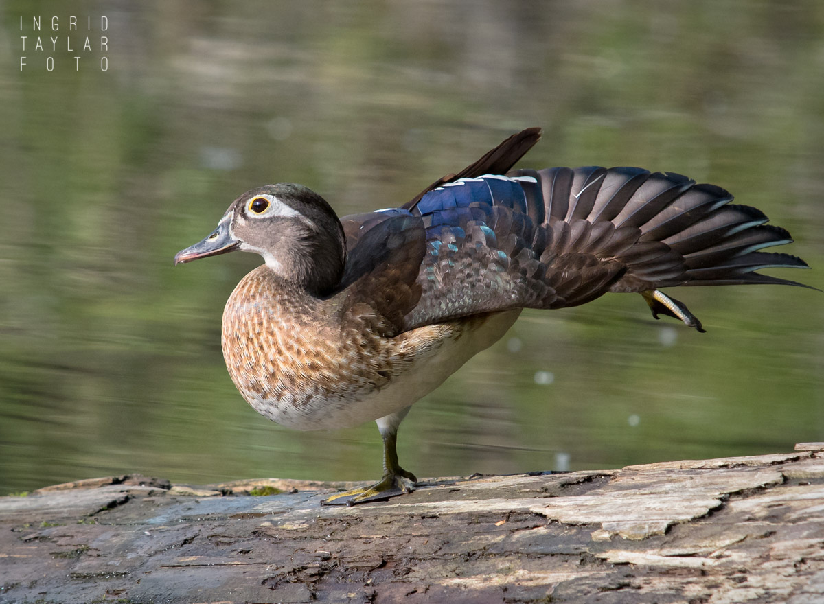 Female Wood Duck Stretching in Seattle