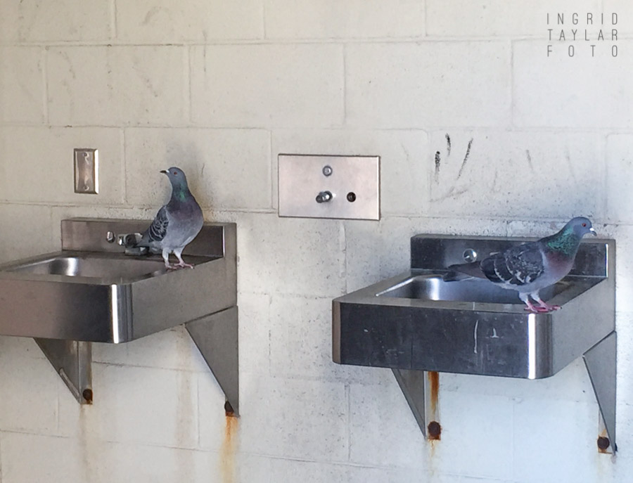 Pigeon Sinks
